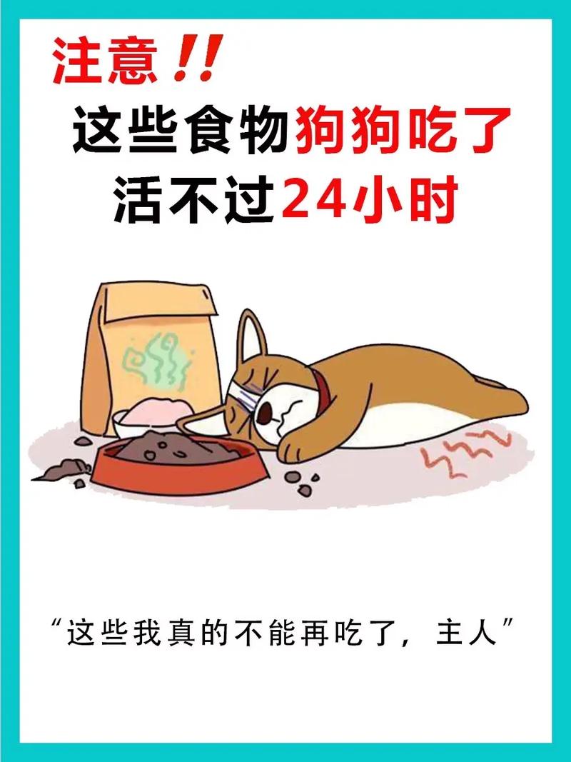 狗狗可以吃豆子吗,狗狗可以吃豆类吗-第1张图片-后鲨宠物 狗狗可以吃豆子吗,狗狗可以吃豆类吗-第1张图片-后鲨宠物