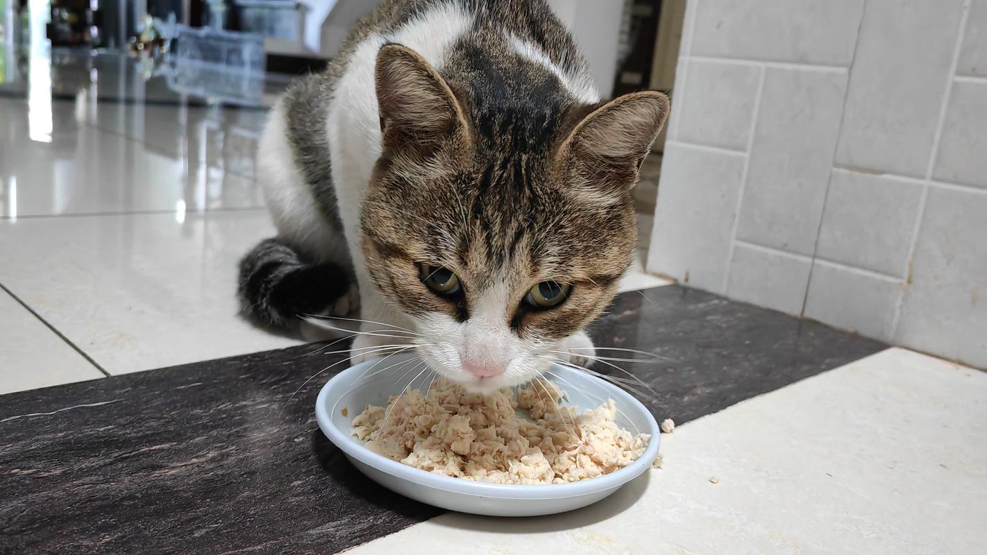 刚满月的小猫咪吃什么_刚满月的小猫咪吃什么东西比较好-第3张图片-后鲨宠物 刚满月的小猫咪吃什么_刚满月的小猫咪吃什么东西比较好-第3张图片-后鲨宠物