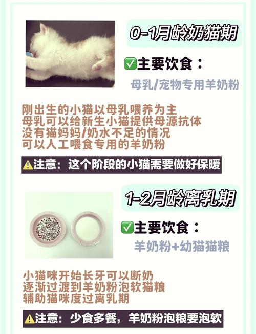 刚满月的小猫咪吃什么_刚满月的小猫咪吃什么东西比较好-第4张图片-后鲨宠物 刚满月的小猫咪吃什么_刚满月的小猫咪吃什么东西比较好-第4张图片-后鲨宠物