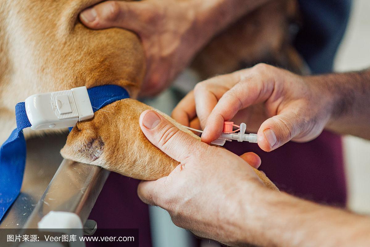 给狗狗输液怎么找血管,给狗输液扎血管的技巧?-第1张图片-后鲨宠物 给狗狗输液怎么找血管,给狗输液扎血管的技巧?-第1张图片-后鲨宠物