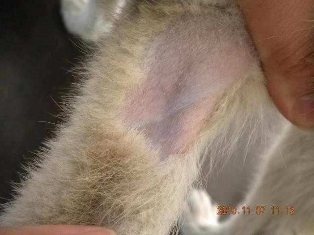 给狗狗输液怎么找血管,给狗输液扎血管的技巧?-第2张图片-后鲨宠物 给狗狗输液怎么找血管,给狗输液扎血管的技巧?-第2张图片-后鲨宠物