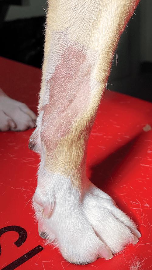 给狗狗输液怎么找血管,给狗输液扎血管的技巧?-第3张图片-后鲨宠物 给狗狗输液怎么找血管,给狗输液扎血管的技巧?-第3张图片-后鲨宠物