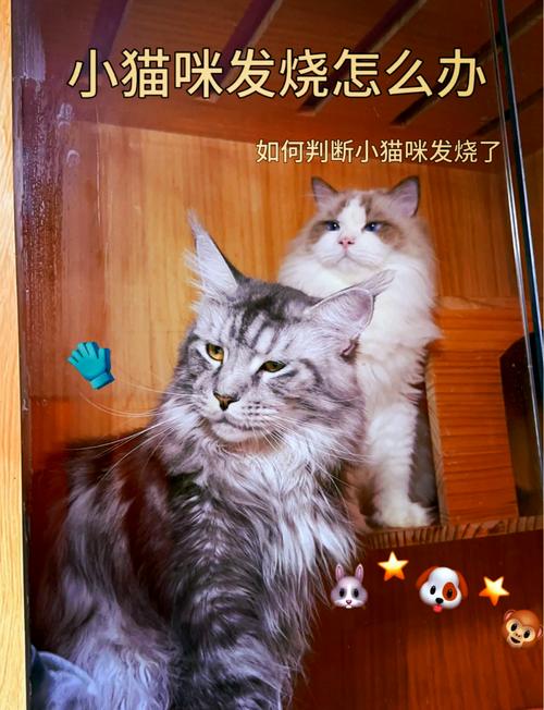 猫咪发烧多少度_猫咪发烧多少度算发烧-第1张图片-后鲨宠物 猫咪发烧多少度_猫咪发烧多少度算发烧-第1张图片-后鲨宠物