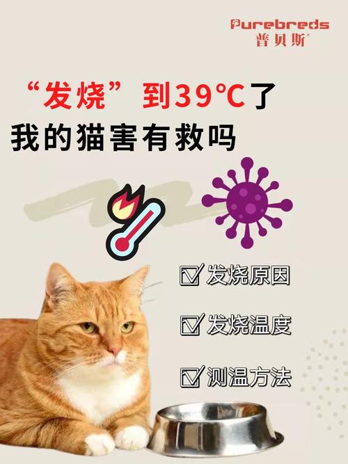 猫咪发烧多少度_猫咪发烧多少度算发烧-第3张图片-后鲨宠物 猫咪发烧多少度_猫咪发烧多少度算发烧-第3张图片-后鲨宠物