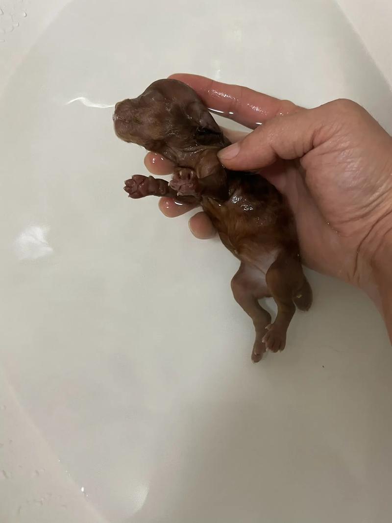 狗狗能喝椰奶吗,狗狗能喝椰奶嘛-第1张图片-后鲨宠物 狗狗能喝椰奶吗,狗狗能喝椰奶嘛-第1张图片-后鲨宠物