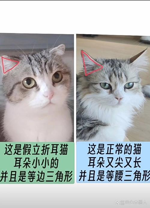 猫咪折耳是一种缺陷嘛,猫咪折耳是一种缺陷嘛?-第1张图片-后鲨宠物 猫咪折耳是一种缺陷嘛,猫咪折耳是一种缺陷嘛?-第1张图片-后鲨宠物