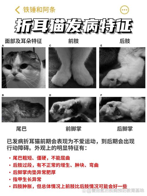 猫咪折耳是一种缺陷嘛,猫咪折耳是一种缺陷嘛?-第3张图片-后鲨宠物 猫咪折耳是一种缺陷嘛,猫咪折耳是一种缺陷嘛?-第3张图片-后鲨宠物
