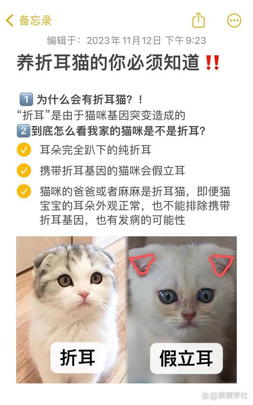 猫咪折耳是一种缺陷嘛,猫咪折耳是一种缺陷嘛?-第2张图片-后鲨宠物 猫咪折耳是一种缺陷嘛,猫咪折耳是一种缺陷嘛?-第2张图片-后鲨宠物
