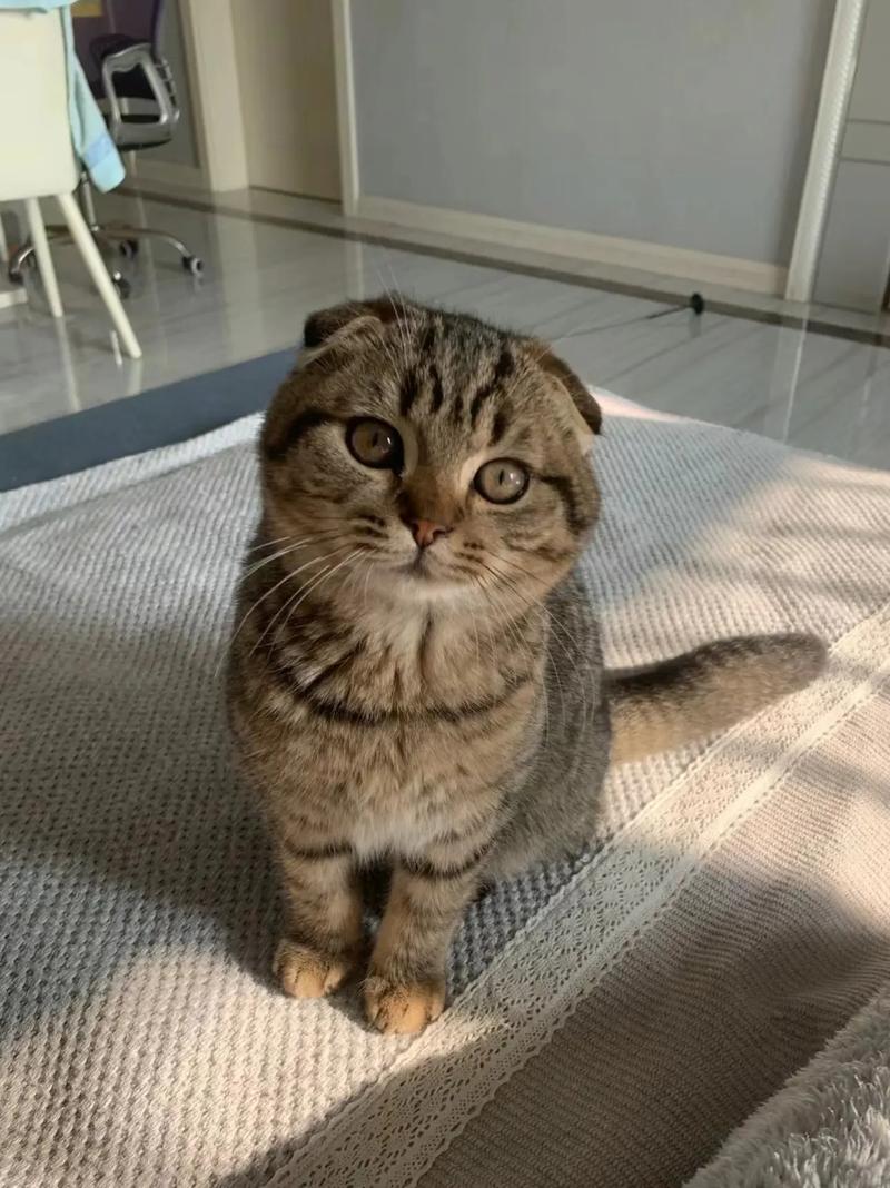 猫咪折耳是一种缺陷嘛,猫咪折耳是一种缺陷嘛?-第4张图片-后鲨宠物 猫咪折耳是一种缺陷嘛,猫咪折耳是一种缺陷嘛?-第4张图片-后鲨宠物