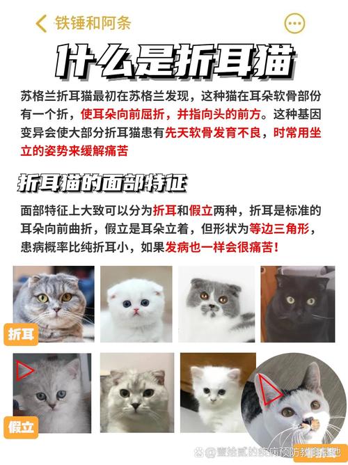 猫咪折耳是一种缺陷嘛,猫咪折耳是一种缺陷嘛?-第6张图片-后鲨宠物 猫咪折耳是一种缺陷嘛,猫咪折耳是一种缺陷嘛?-第6张图片-后鲨宠物