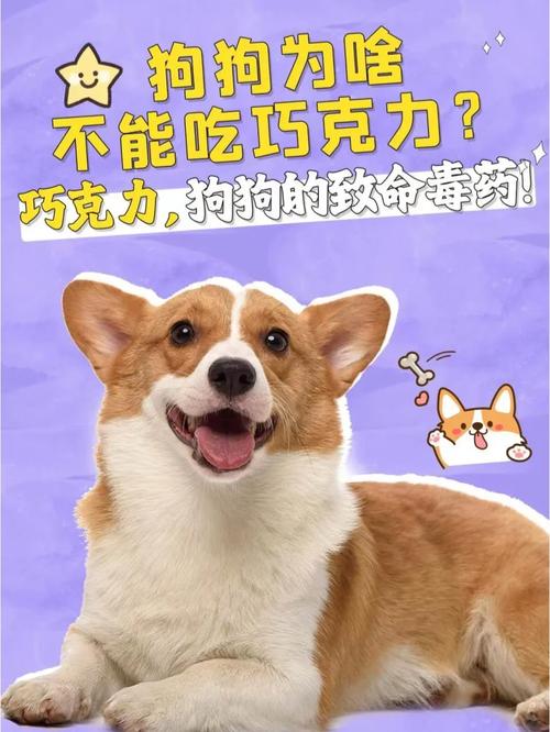 狗狗能吃豆类吗_狗狗可以吃豆吗-第2张图片-后鲨宠物 狗狗能吃豆类吗_狗狗可以吃豆吗-第2张图片-后鲨宠物