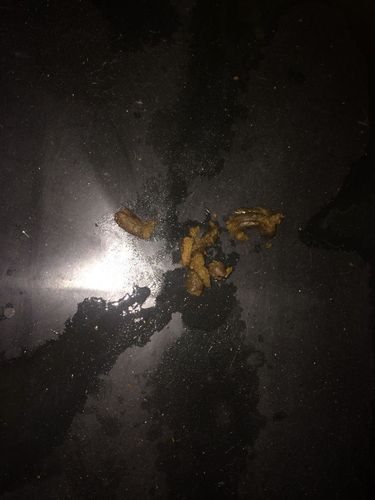 狗狗便便黑色正常吗,狗狗便便黑色正常吗怎么回事?-第1张图片-后鲨宠物 狗狗便便黑色正常吗,狗狗便便黑色正常吗怎么回事?-第1张图片-后鲨宠物