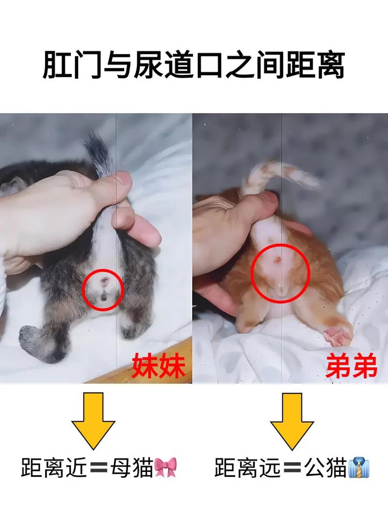 如何看猫咪是否怀孕,咋样看猫咪是否怀孕-第1张图片-后鲨宠物 如何看猫咪是否怀孕,咋样看猫咪是否怀孕-第1张图片-后鲨宠物
