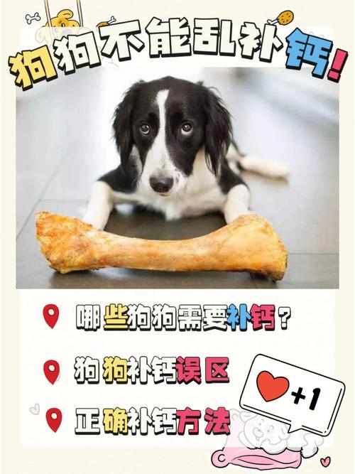 狗狗多大开始补钙比较好,小狗多大补钙好-第6张图片-后鲨宠物 狗狗多大开始补钙比较好,小狗多大补钙好-第6张图片-后鲨宠物