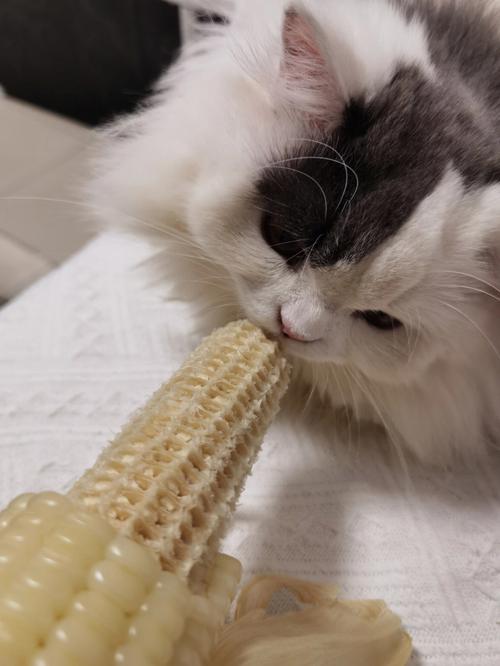 猫咪能吃玉米吗,猫咪能吃玉米吗能吃多少啊?-第3张图片-后鲨宠物 猫咪能吃玉米吗,猫咪能吃玉米吗能吃多少啊?-第3张图片-后鲨宠物