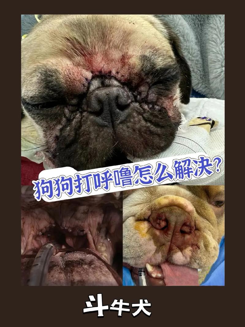 狗狗打呼噜怎么办_狗狗打呼噜变得严重是什么原因-第3张图片-后鲨宠物 狗狗打呼噜怎么办_狗狗打呼噜变得严重是什么原因-第3张图片-后鲨宠物