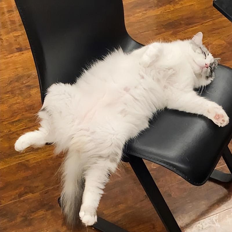 猫咪睡觉四脚朝天,猫咪四脚朝地睡觉?-第2张图片-后鲨宠物 猫咪睡觉四脚朝天,猫咪四脚朝地睡觉?-第2张图片-后鲨宠物