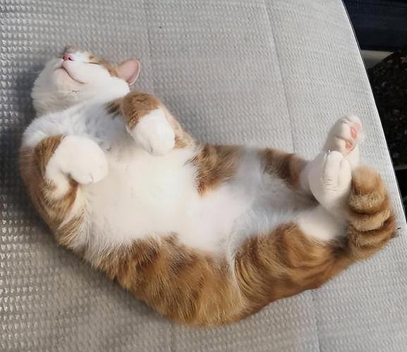 猫咪睡觉四脚朝天,猫咪四脚朝地睡觉?-第3张图片-后鲨宠物 猫咪睡觉四脚朝天,猫咪四脚朝地睡觉?-第3张图片-后鲨宠物