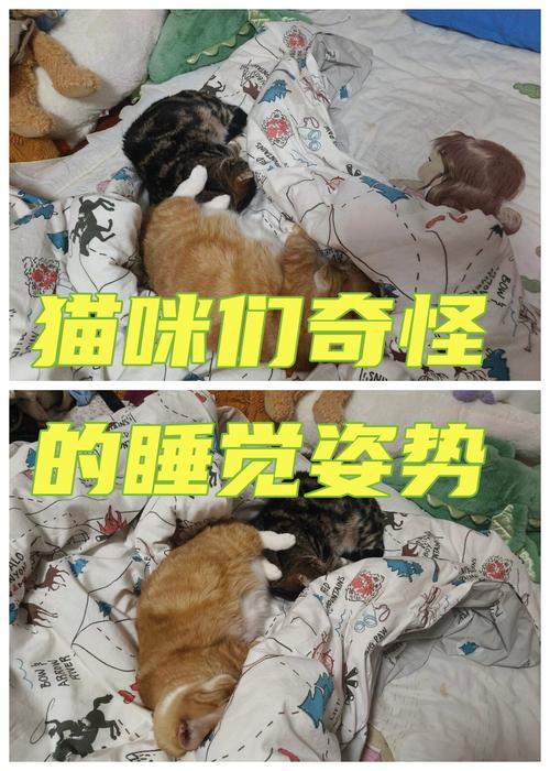 猫咪睡觉四脚朝天,猫咪四脚朝地睡觉?-第4张图片-后鲨宠物 猫咪睡觉四脚朝天,猫咪四脚朝地睡觉?-第4张图片-后鲨宠物