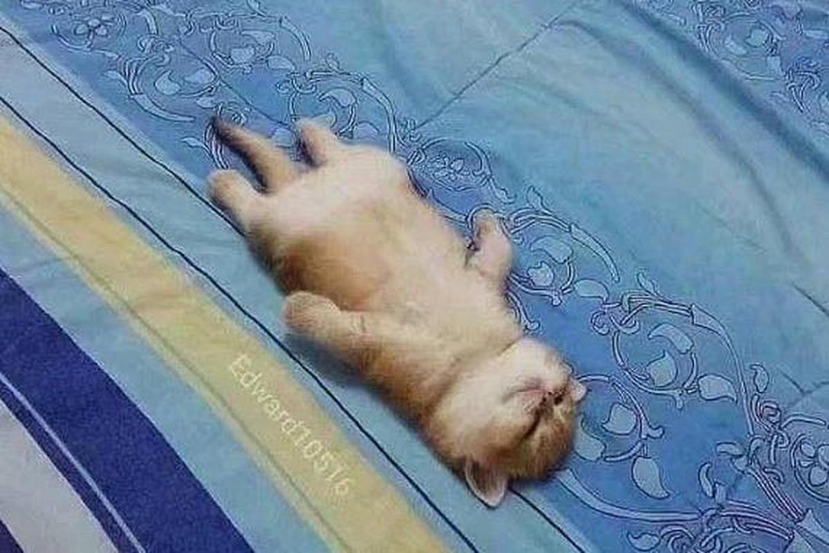 猫咪睡觉四脚朝天,猫咪四脚朝地睡觉?-第5张图片-后鲨宠物 猫咪睡觉四脚朝天,猫咪四脚朝地睡觉?-第5张图片-后鲨宠物