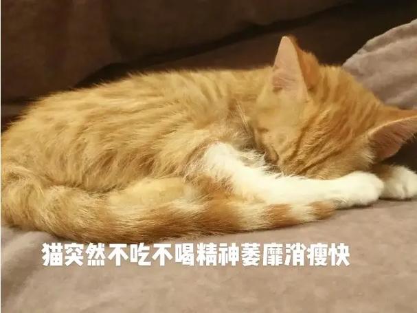 猫咪不吃不喝没精神_猫咪不吃不喝没精神吃什么药-第3张图片-后鲨宠物 猫咪不吃不喝没精神_猫咪不吃不喝没精神吃什么药-第3张图片-后鲨宠物