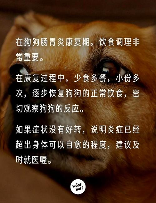 狗狗拉肚子可以吃什么,狗狗拉肚子可以吃什么药好?-第1张图片-后鲨宠物 狗狗拉肚子可以吃什么,狗狗拉肚子可以吃什么药好?-第1张图片-后鲨宠物