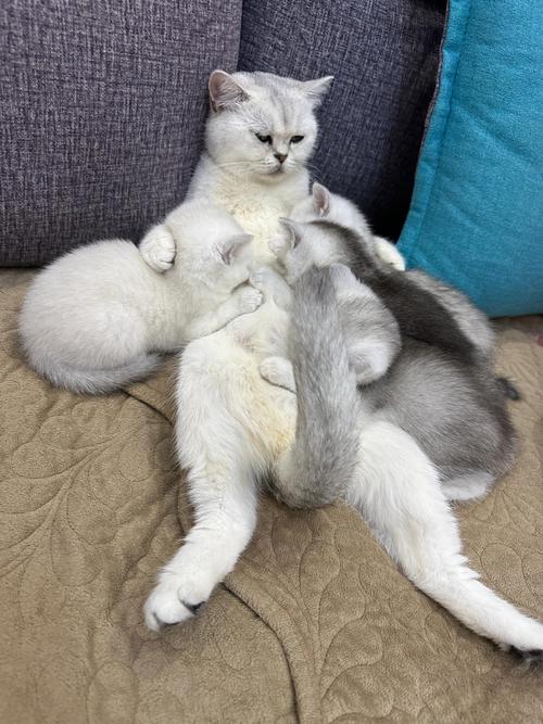 哺乳期猫咪吃什么,哺乳期猫咪吃什么补钙-第3张图片-后鲨宠物 哺乳期猫咪吃什么,哺乳期猫咪吃什么补钙-第3张图片-后鲨宠物