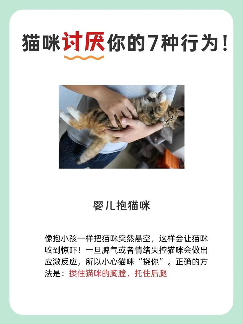 猫咪不吃药怎么办_猫咪不吃药怎么喂他吃-第1张图片-后鲨宠物 猫咪不吃药怎么办_猫咪不吃药怎么喂他吃-第1张图片-后鲨宠物