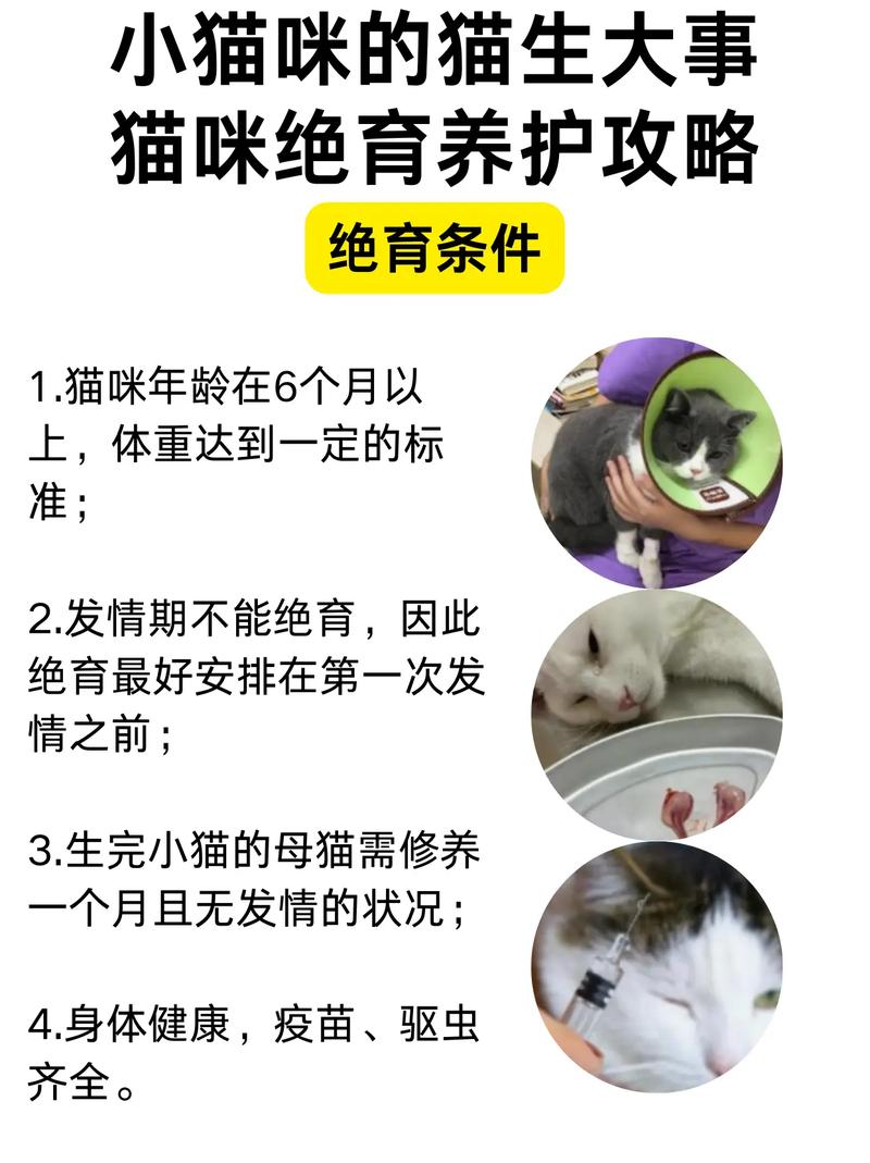 猫咪不吃药怎么办_猫咪不吃药怎么喂他吃-第3张图片-后鲨宠物 猫咪不吃药怎么办_猫咪不吃药怎么喂他吃-第3张图片-后鲨宠物