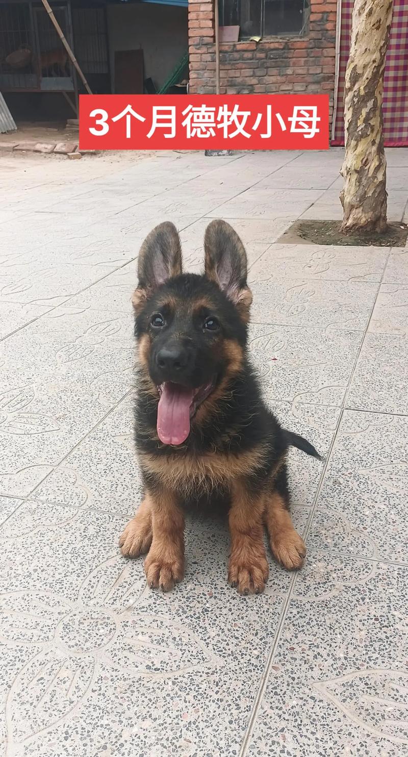  3个月狗狗拉稀怎么办，三个月狗狗拉稀怎么办?-第1张图片-后鲨宠物