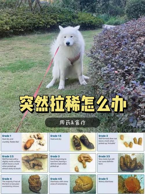  3个月狗狗拉稀怎么办，三个月狗狗拉稀怎么办?-第3张图片-后鲨宠物