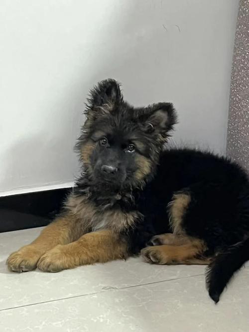  3个月狗狗拉稀怎么办，三个月狗狗拉稀怎么办?-第4张图片-后鲨宠物