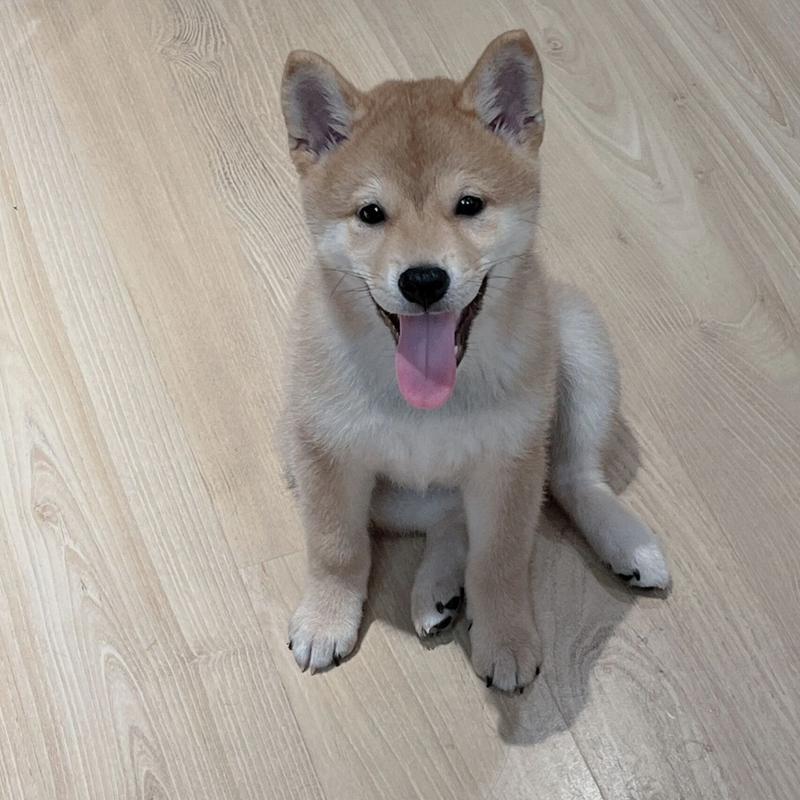  3个月狗狗拉稀怎么办，三个月狗狗拉稀怎么办?-第6张图片-后鲨宠物