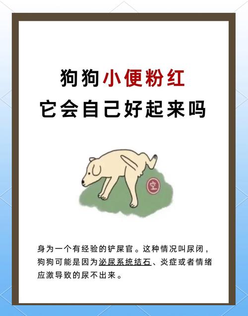 狗狗尿血能自愈吗,狗尿血用什么药最快?-第1张图片-后鲨宠物 狗狗尿血能自愈吗,狗尿血用什么药最快?-第1张图片-后鲨宠物