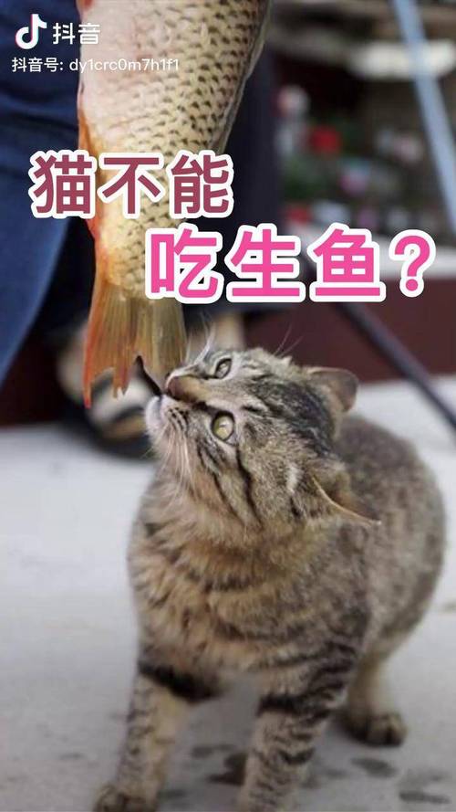 猫咪可以吃鱼吗_猫咪能吃鱼么-第3张图片-后鲨宠物 猫咪可以吃鱼吗_猫咪能吃鱼么-第3张图片-后鲨宠物