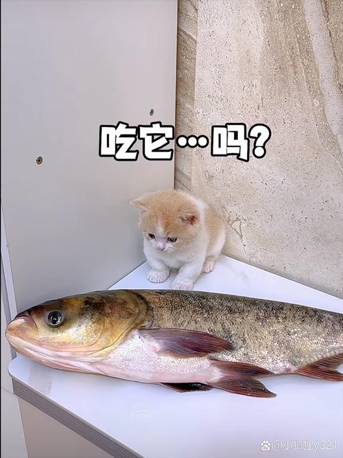 猫咪可以吃鱼吗_猫咪能吃鱼么-第5张图片-后鲨宠物 猫咪可以吃鱼吗_猫咪能吃鱼么-第5张图片-后鲨宠物