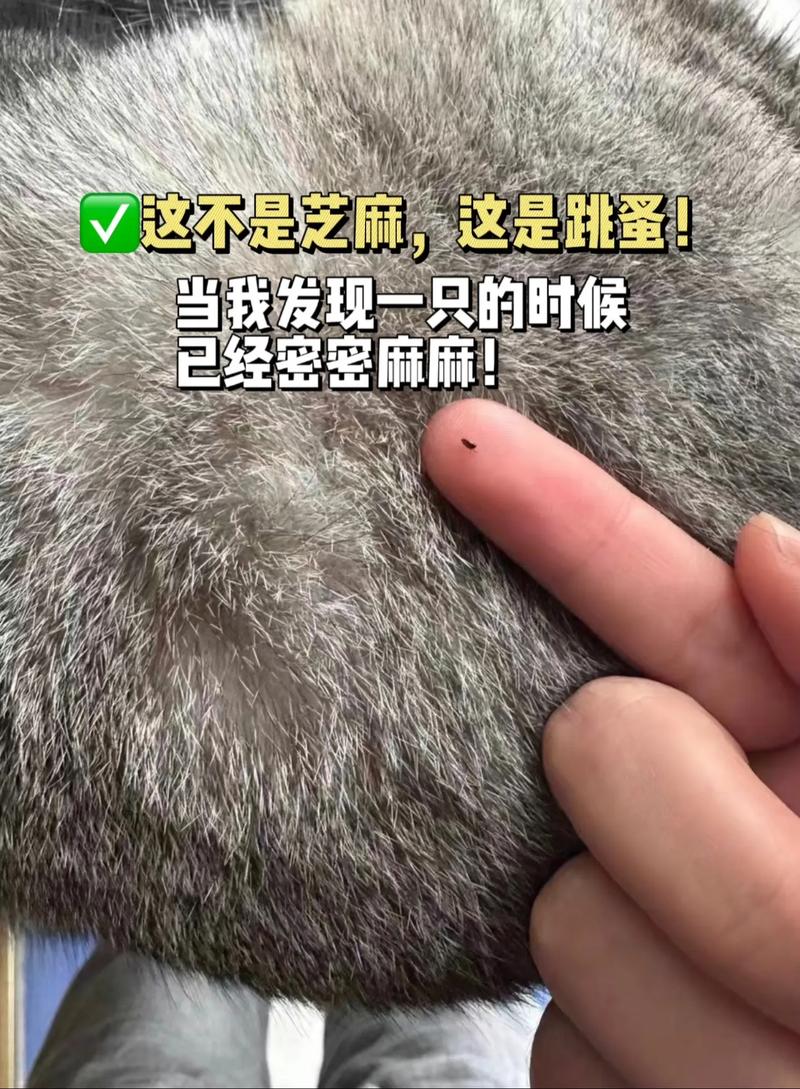 猫咪跳蚤会传染人吗,猫咪跳蚤会传染人吗百度百科-第2张图片-后鲨宠物 猫咪跳蚤会传染人吗,猫咪跳蚤会传染人吗百度百科-第2张图片-后鲨宠物