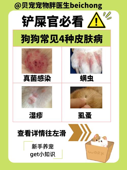 狗狗得了螨虫怎么治疗_狗得了螨虫病能根治吗-第1张图片-后鲨宠物 狗狗得了螨虫怎么治疗_狗得了螨虫病能根治吗-第1张图片-后鲨宠物