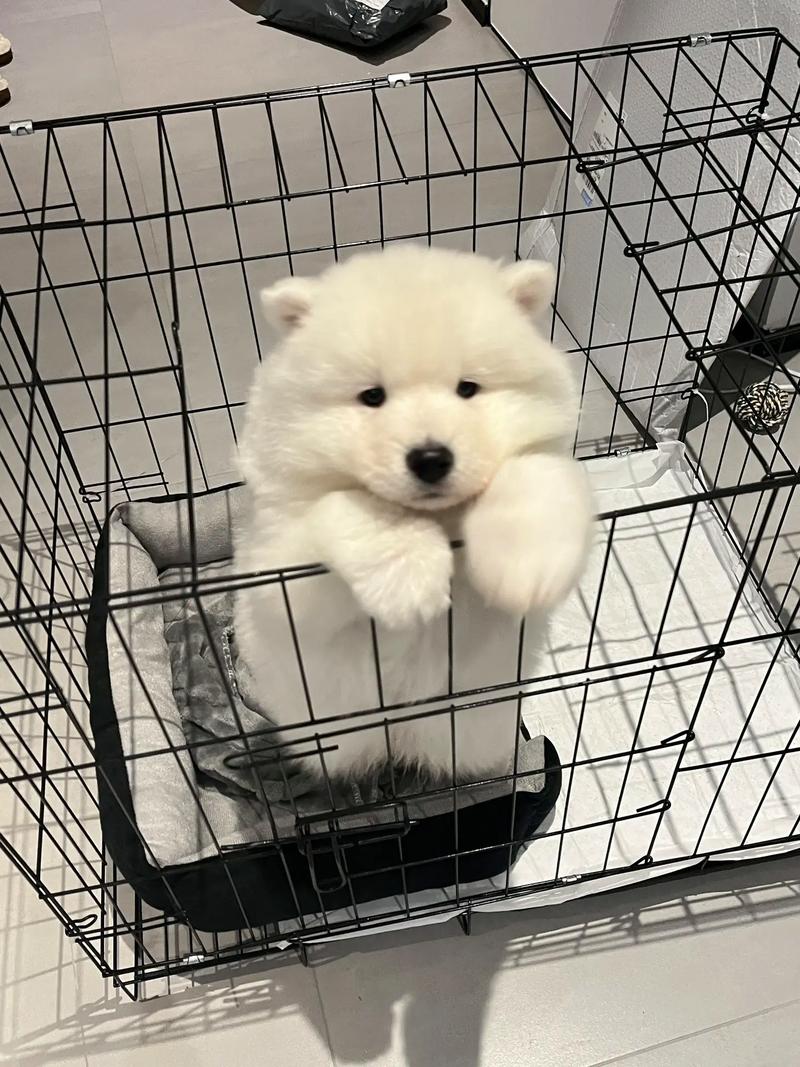 狗狗肠胃不好可以喝酸奶吗,狗狗肠胃不适可以喝益生菌和奶吗??-第3张图片-后鲨宠物 狗狗肠胃不好可以喝酸奶吗,狗狗肠胃不适可以喝益生菌和奶吗??-第3张图片-后鲨宠物