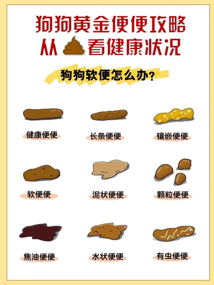 狗狗便便很臭怎么回事,狗狗便便很臭怎么办-第3张图片-后鲨宠物 狗狗便便很臭怎么回事,狗狗便便很臭怎么办-第3张图片-后鲨宠物