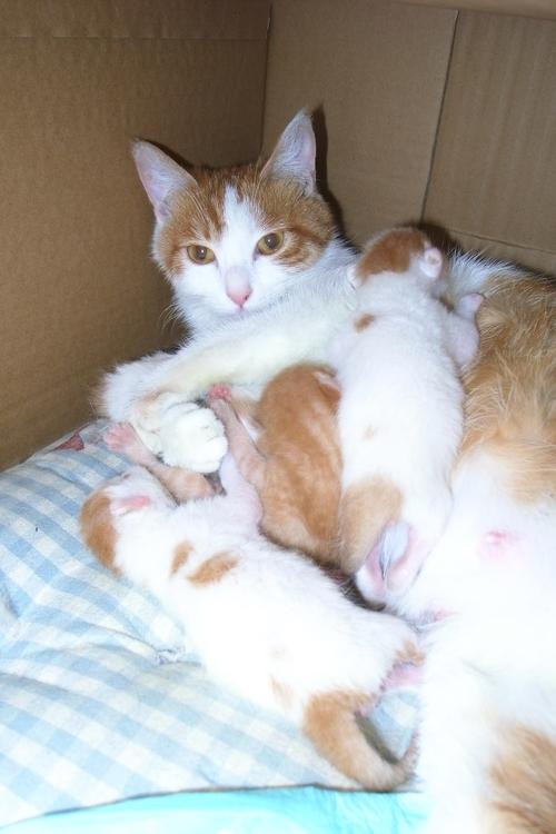 猫咪生完多久能再怀孕,猫咪生完多久会再怀孕-第5张图片-后鲨宠物 猫咪生完多久能再怀孕,猫咪生完多久会再怀孕-第5张图片-后鲨宠物