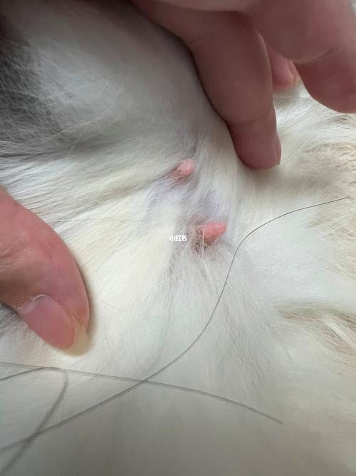 猫咪生完多久能再怀孕,猫咪生完多久会再怀孕-第6张图片-后鲨宠物 猫咪生完多久能再怀孕,猫咪生完多久会再怀孕-第6张图片-后鲨宠物