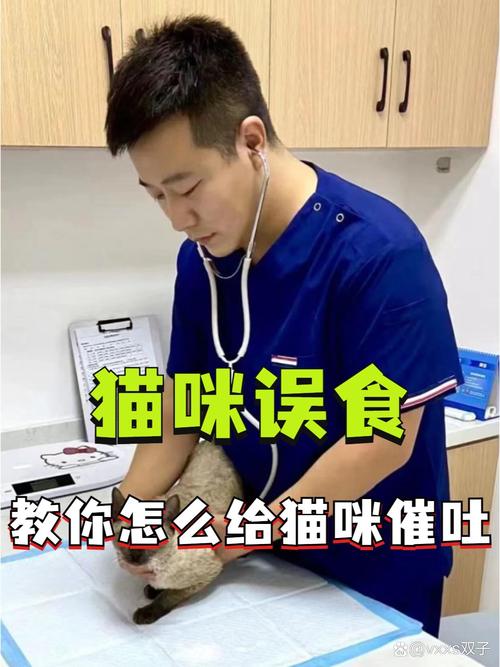 怎么给猫咪催吐_怎么给猫咪催吐毛球-第5张图片-后鲨宠物 怎么给猫咪催吐_怎么给猫咪催吐毛球-第5张图片-后鲨宠物