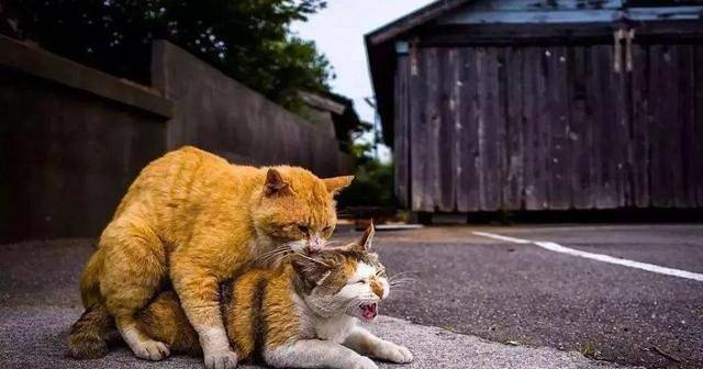 猫猫多大发情,猫咪一般多大发情?-第4张图片-后鲨宠物 猫猫多大发情,猫咪一般多大发情?-第4张图片-后鲨宠物