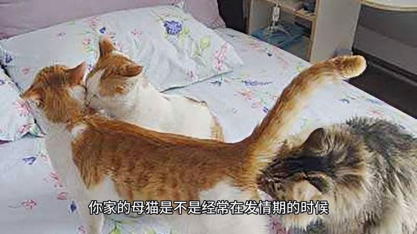 猫猫多大发情,猫咪一般多大发情?-第5张图片-后鲨宠物 猫猫多大发情,猫咪一般多大发情?-第5张图片-后鲨宠物
