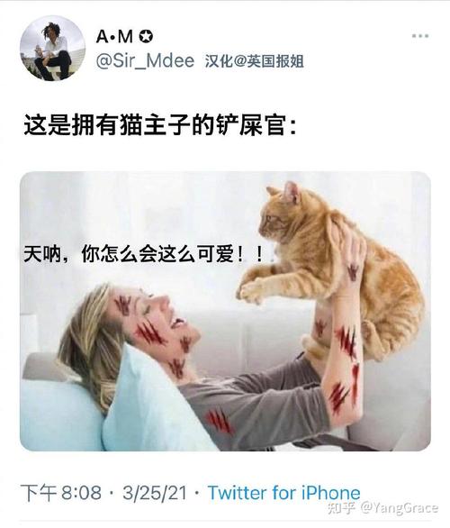 猫咪晚上闹腾怎么办_猫咪晚上太闹-第1张图片-后鲨宠物 猫咪晚上闹腾怎么办_猫咪晚上太闹-第1张图片-后鲨宠物