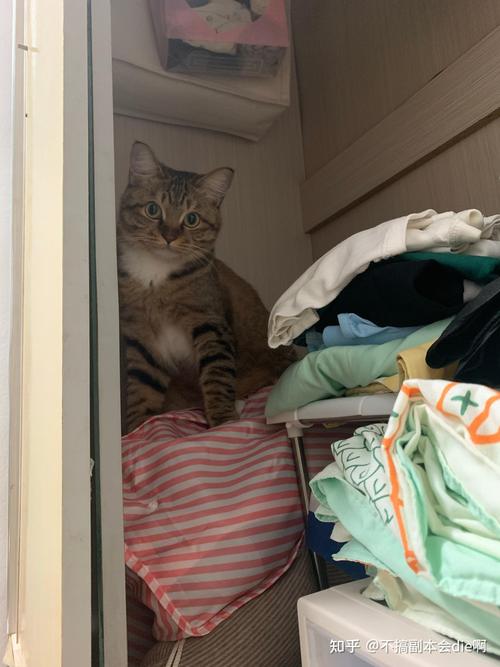 猫咪晚上闹腾怎么办_猫咪晚上太闹-第2张图片-后鲨宠物 猫咪晚上闹腾怎么办_猫咪晚上太闹-第2张图片-后鲨宠物