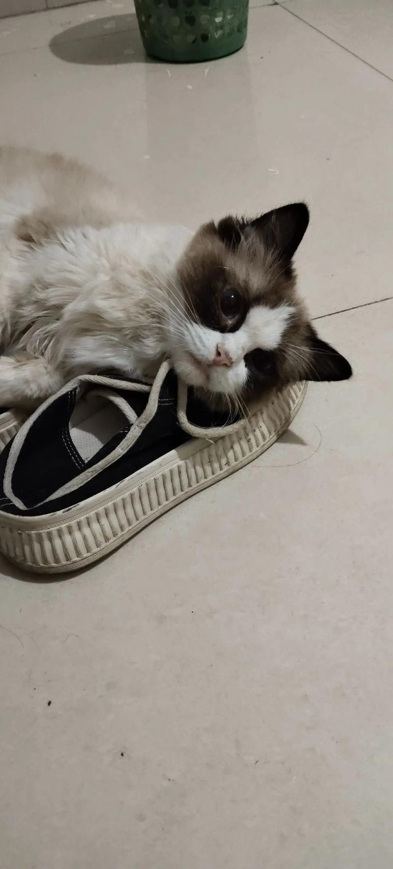 猫咪晚上闹腾怎么办_猫咪晚上太闹-第4张图片-后鲨宠物 猫咪晚上闹腾怎么办_猫咪晚上太闹-第4张图片-后鲨宠物