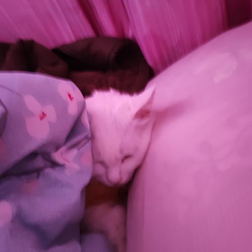 猫咪晚上闹腾怎么办_猫咪晚上太闹-第5张图片-后鲨宠物 猫咪晚上闹腾怎么办_猫咪晚上太闹-第5张图片-后鲨宠物