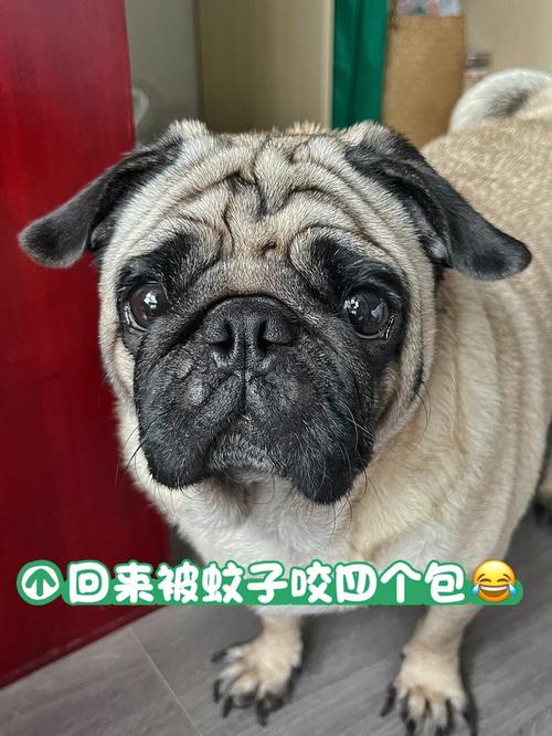 怎么防止狗狗被蚊子咬_如何避免狗狗被蚊子咬-第2张图片-后鲨宠物 怎么防止狗狗被蚊子咬_如何避免狗狗被蚊子咬-第2张图片-后鲨宠物